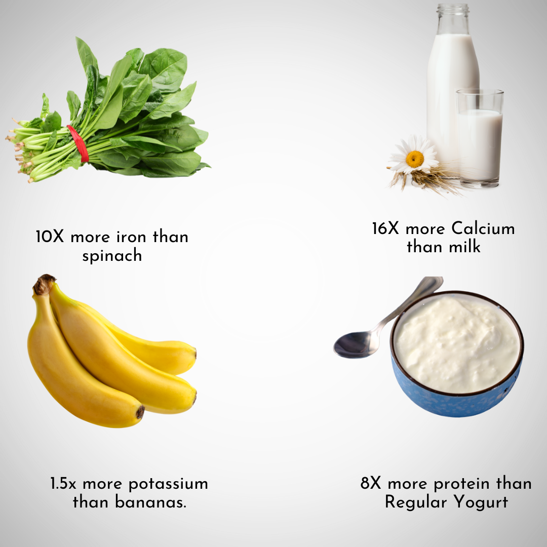 FittR Bites Organic Moringa Powder with Moringa Drink – Rich in Iron, Calcium, Potassium, and Protein